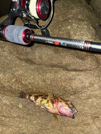 ガシリング爆釣